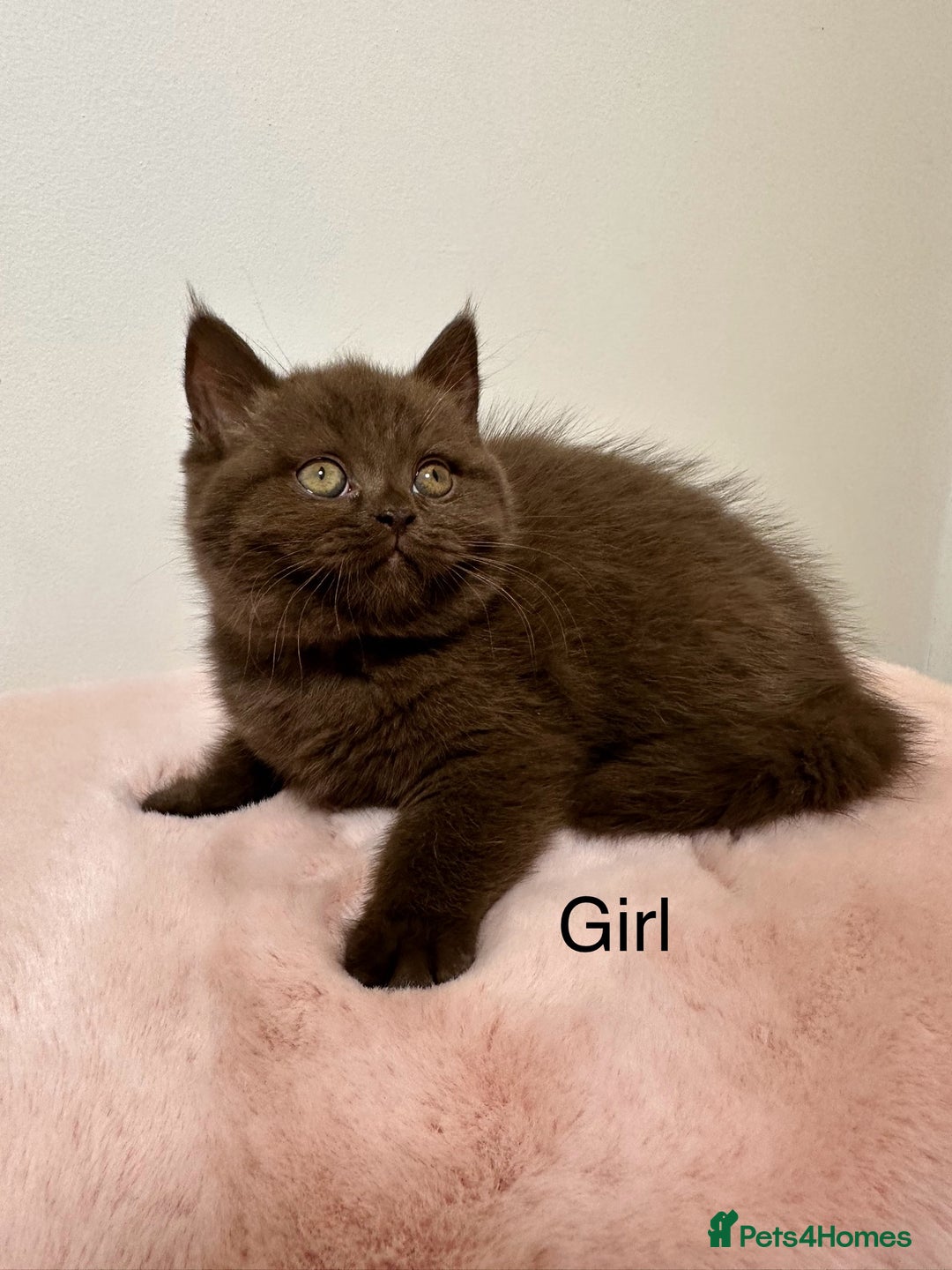 British Shorthair cats for sale: British Shorthair Chunky Chocolate Kittens🐻 - Advert 16