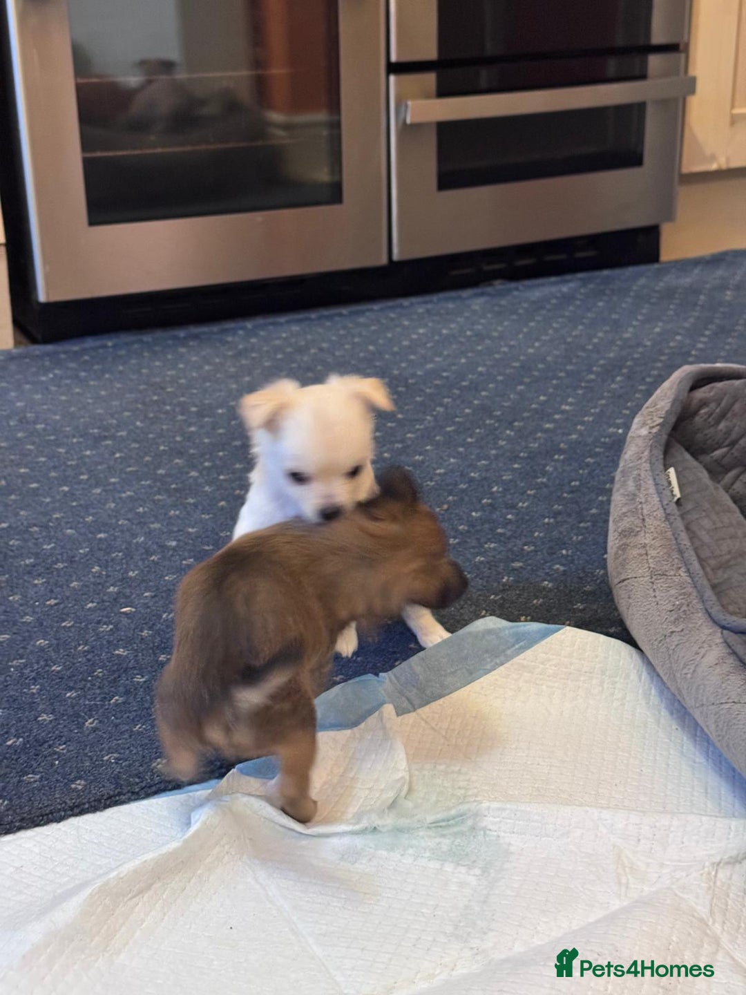 Chihuahua dogs for sale: Chihuahua Puppies For Sale - Advert 6