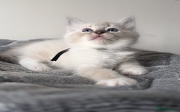 Ragdoll cats for sale: 💙🐾Tica full Pedigree🐾EU Ragdoll 🐱🐾DNA Clear - Image 18