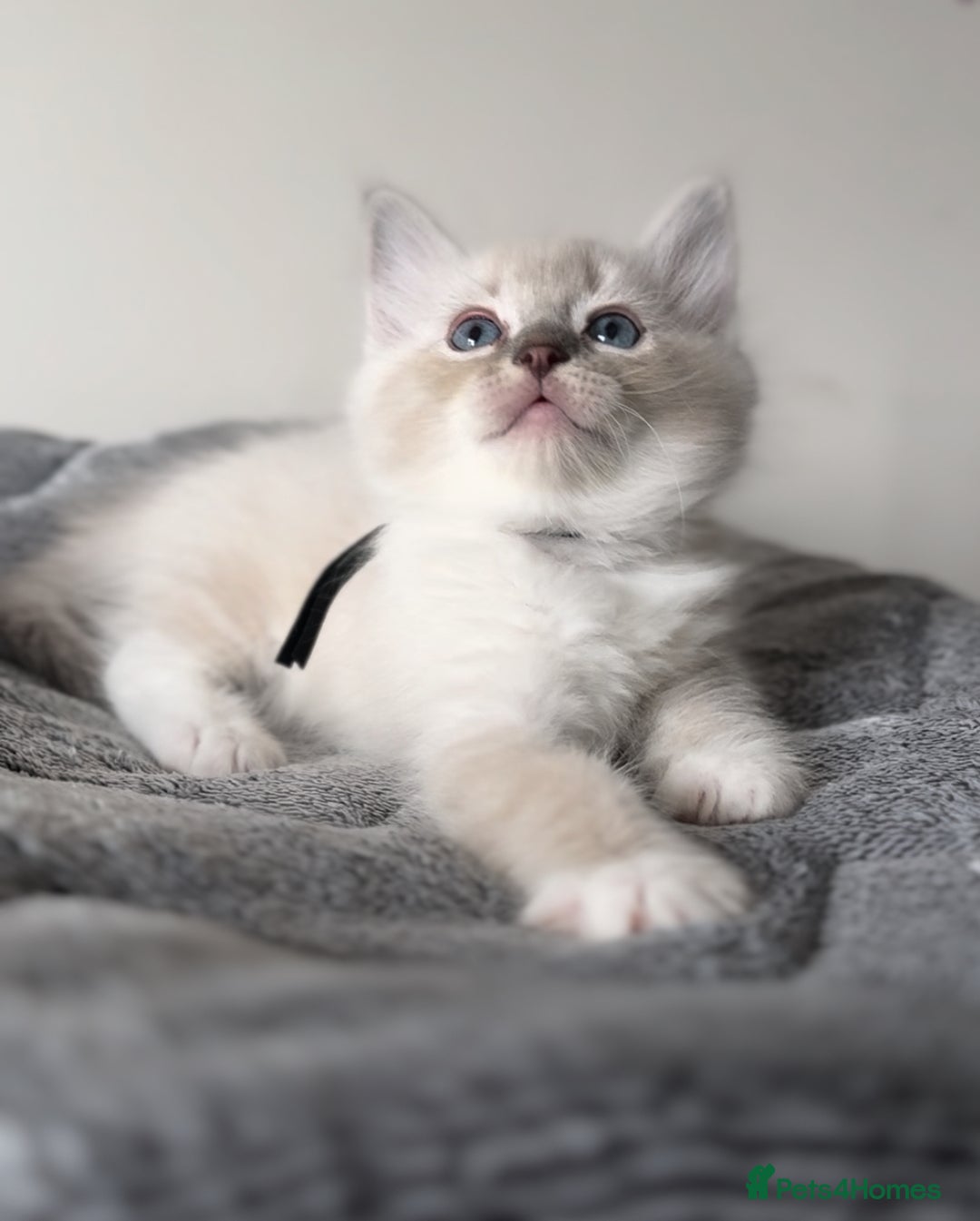 Ragdoll cats for sale: 💙🐾Tica full Pedigree🐾EU Ragdoll 🐱🐾DNA Clear - Image 18