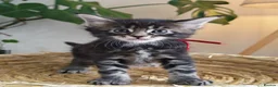 Maine Coon cats for sale: Exceptional Russian Line Maine coons - Advert 10