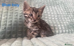 Bengal cats for sale: Pure bengal kittens  - Image 1