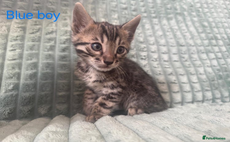 Bengal cats - Advert 1