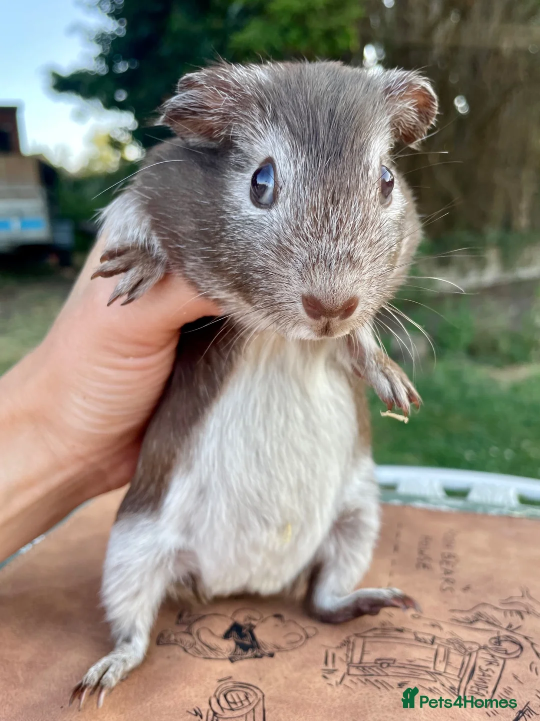 Guinea Pig rodents for sale: Guinea pigs for loving new homes - Advert 1