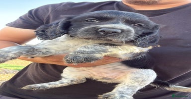 Cocker Spaniel dogs - Advert 8