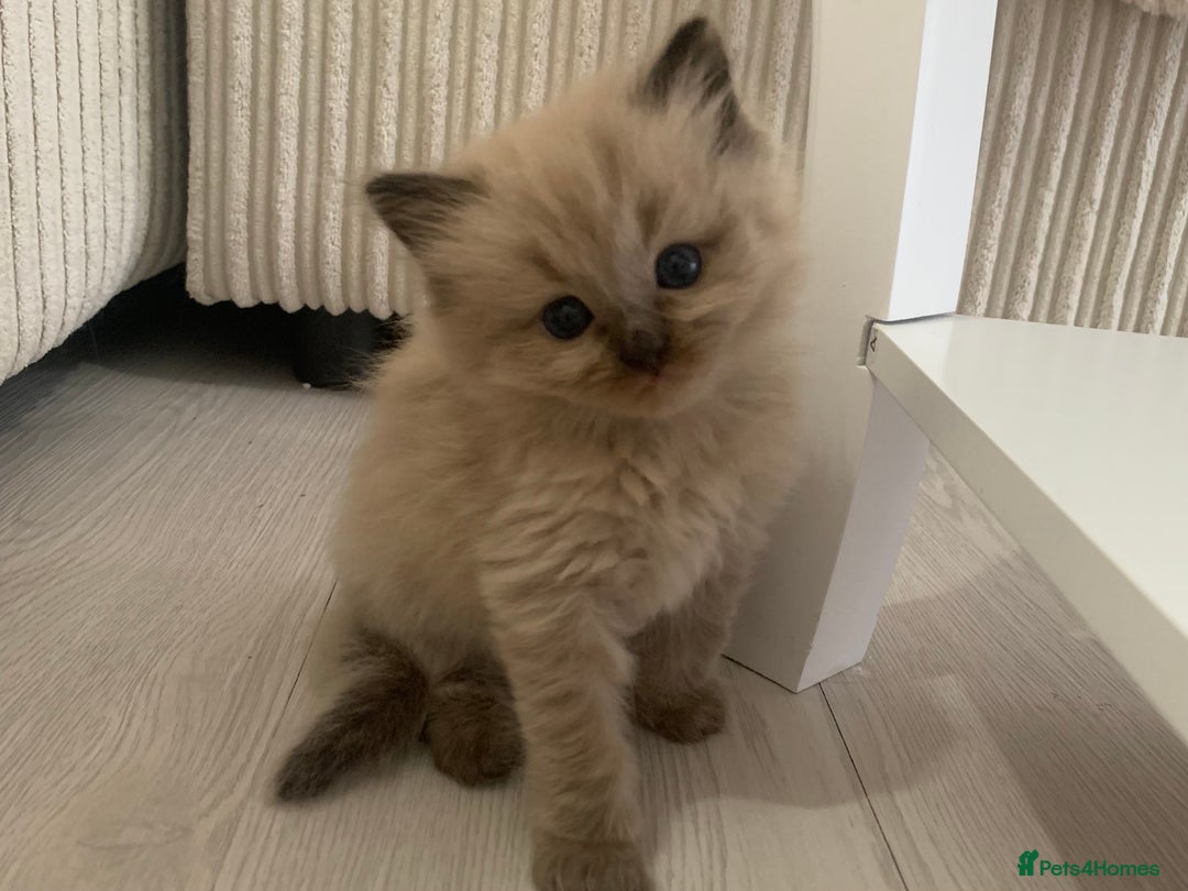 Ragdoll cats for sale: Ragdoll Kittens Male & Female - Image 1