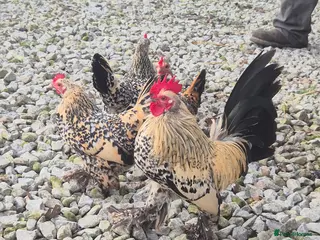 Chickens poultry 🐥Sablepoot hatching eggs and chicks available 🐥 - Advert 1
