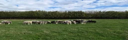 Sheep livestock for sale: Herdwick ewes and lambs for sale - Advert 3