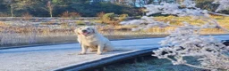 Golden Retriever dogs for sale: Golden Retriever - Advert 4