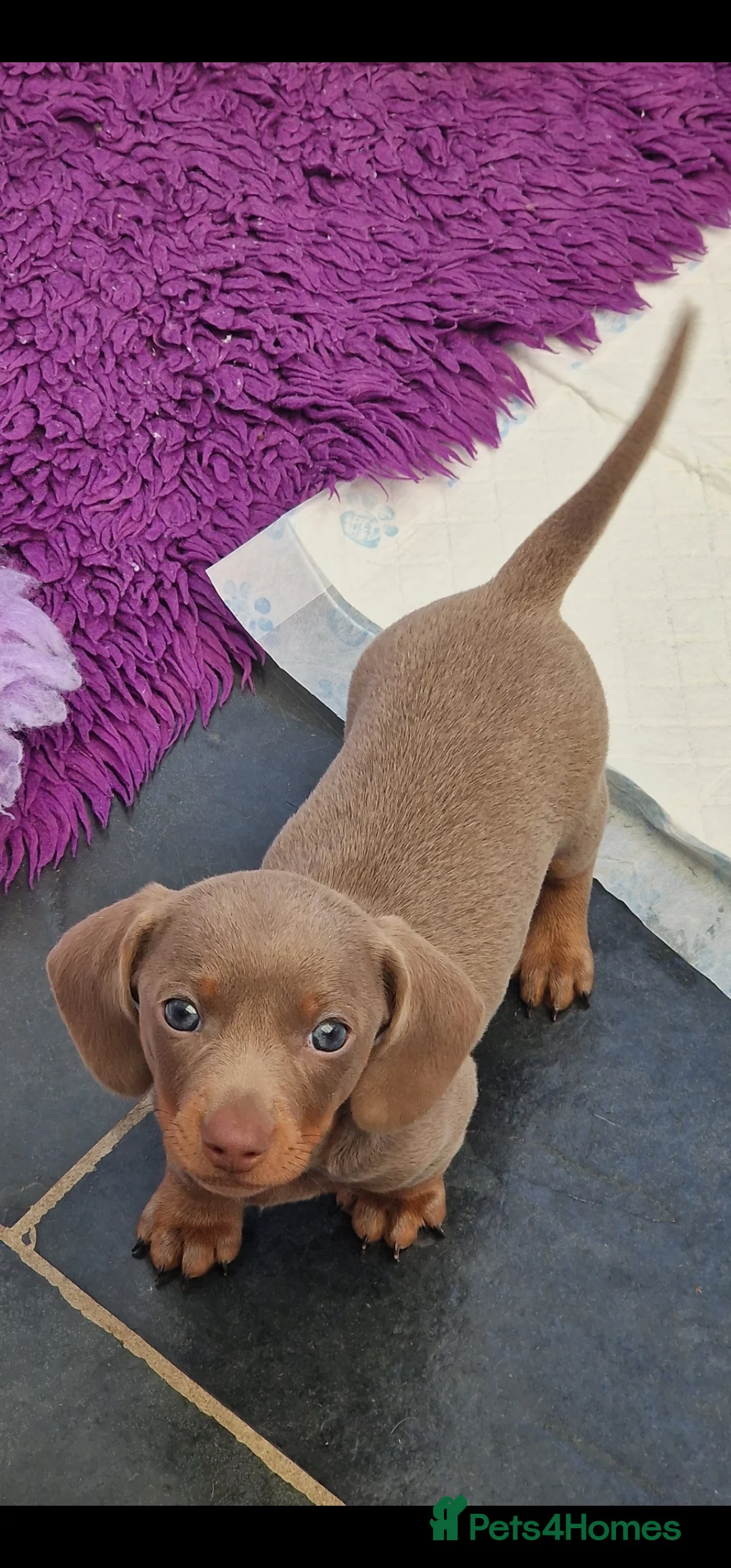 Miniature Dachshund dogs for sale: Mini isabella daschund for sale, one boy available - Advert 5