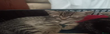 Mixed Breed 5