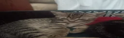 Mixed Breed cats for sale: 5 Beautiful Tabby Kittens  in Gravesend - Advert 2
