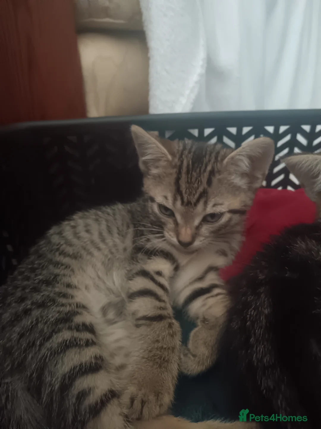 Mixed Breed cats for sale: 5 Beautiful Tabby Kittens  in Gravesend - Advert 2