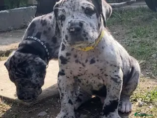 Mixed Breed dogs Beautiful Italian daniffs (Great Dane/cane corso) - Advert 10
