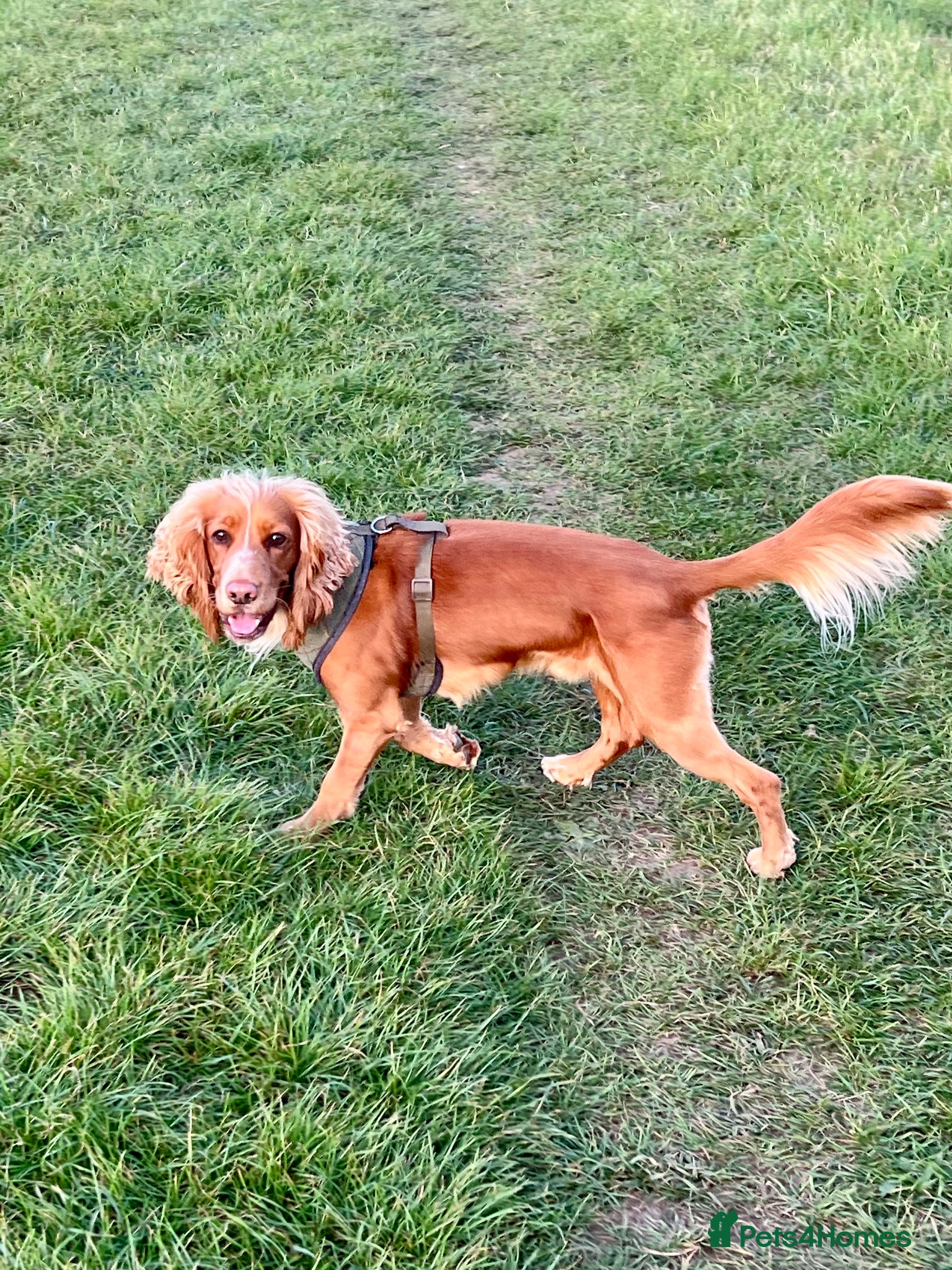 Cocker Spaniel dogs Athletic working cocker spaniel - Advert 5