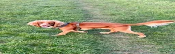 Cocker Spaniel dogs for stud: Athletic (DNA clear)working cocker spaniel - Advert 1