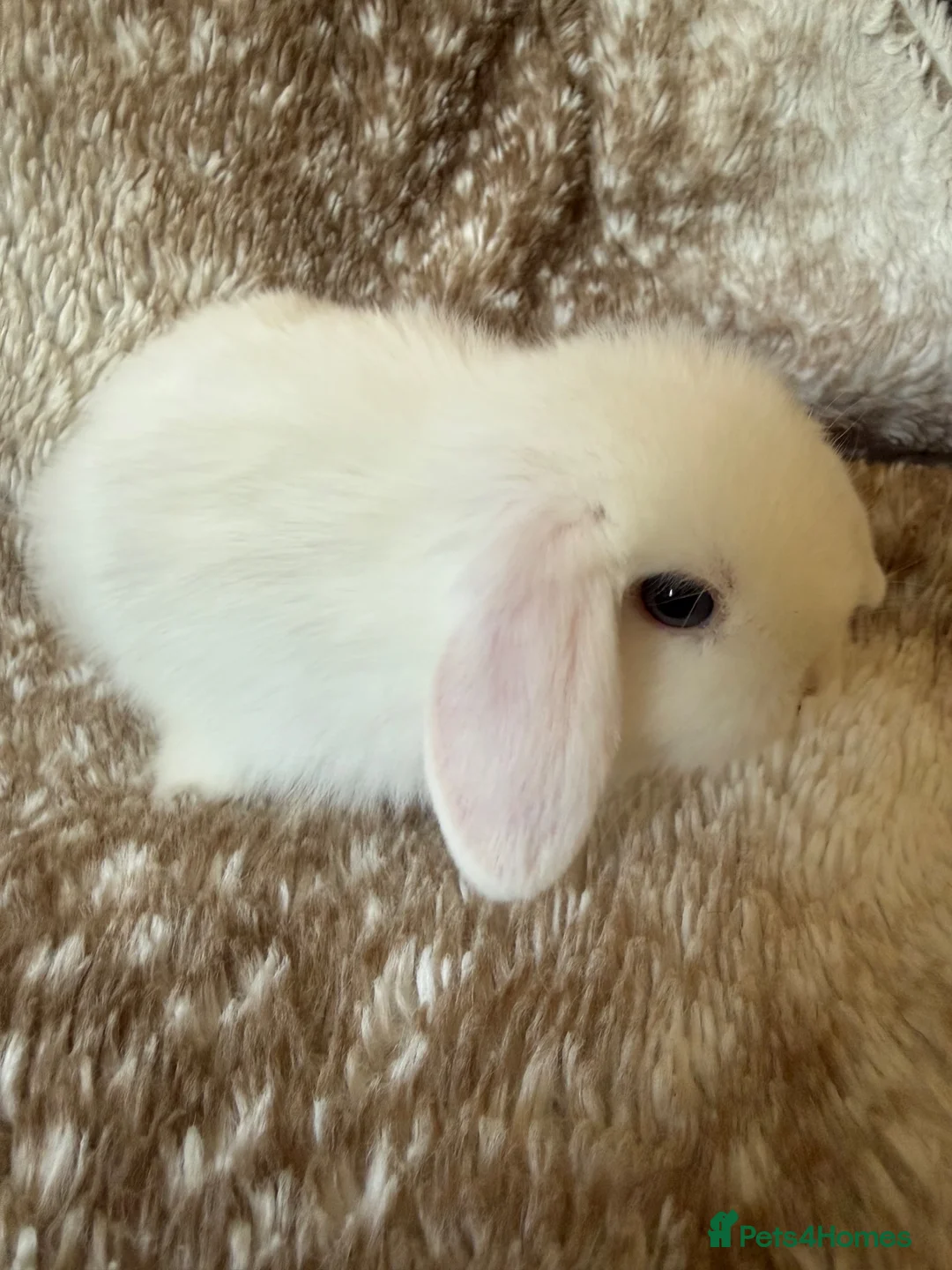 Mini Lop rabbits for sale: Pure mini lops  - Advert 2