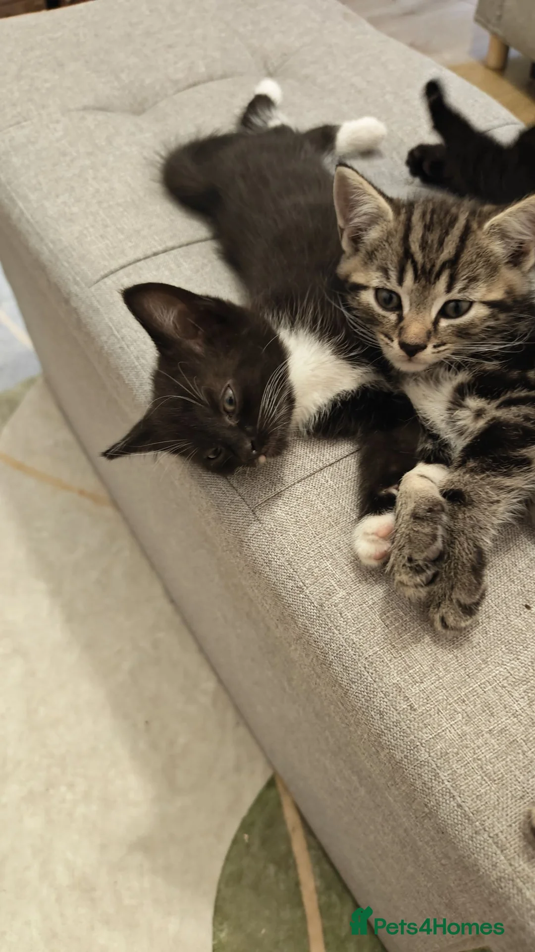 Mixed Breed cats for sale: Adorable Kittens Ready for Loving Homes ❤️ - Advert 9