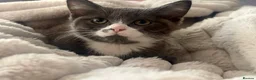 Ragdoll cats for sale: Ragdoll X kittens *READY TO LEAVE* - Advert 13