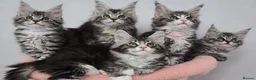Maine Coon cats for sale: 🎀 GCCF Pedigree Maine Coon Kittens - Advert 2