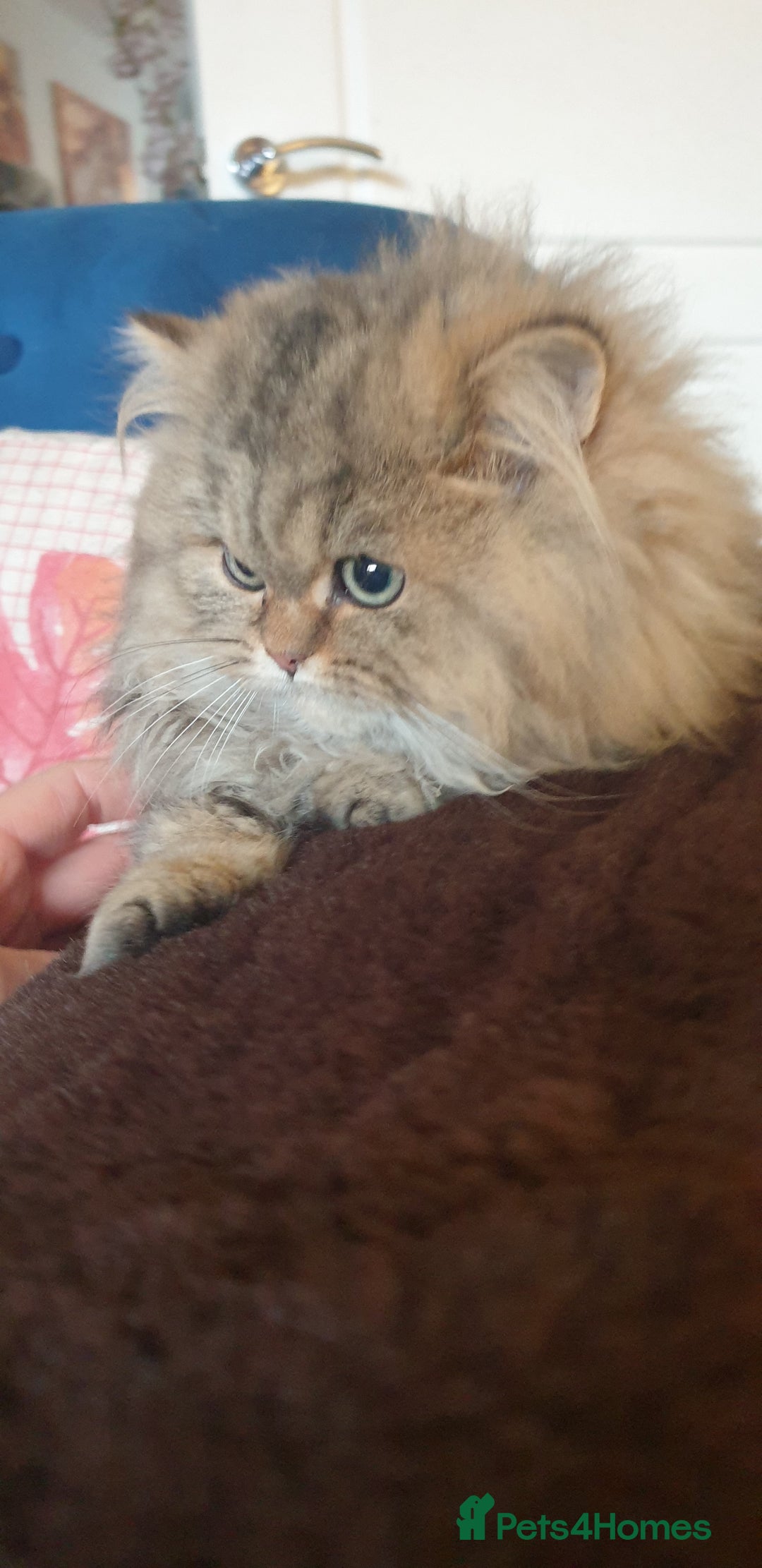 Persian cats for sale: 💖Beautiful Pedigree Chinchilla Persian Kittens. - Advert 5