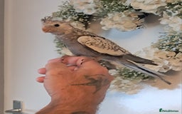 Cockatiels birds for sale: Hand reared baby cocktails very tame lovely birds  - Image 3