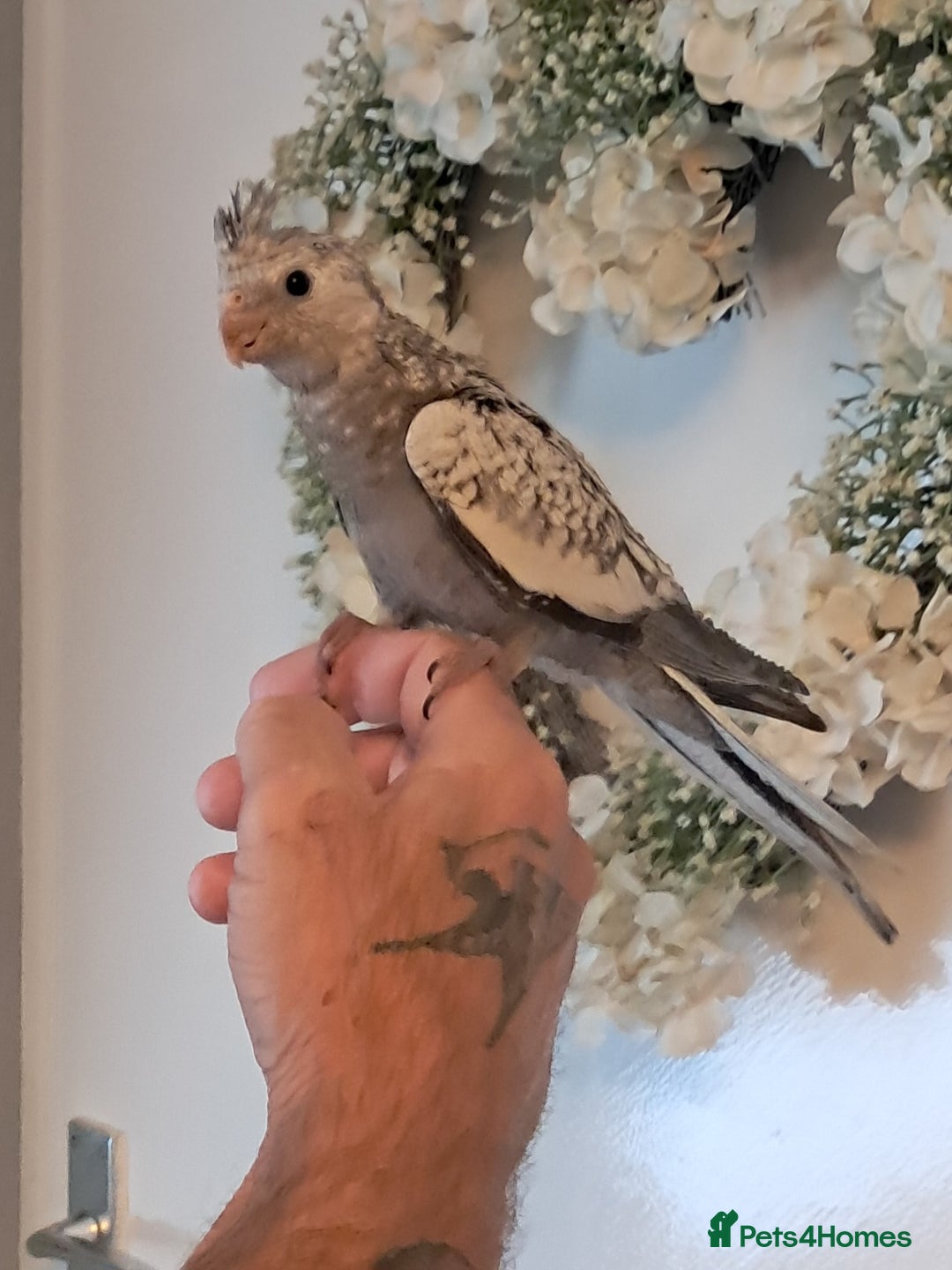 Cockatiels birds for sale: Hand reared baby cocktails very tame lovely birds  - Image 3