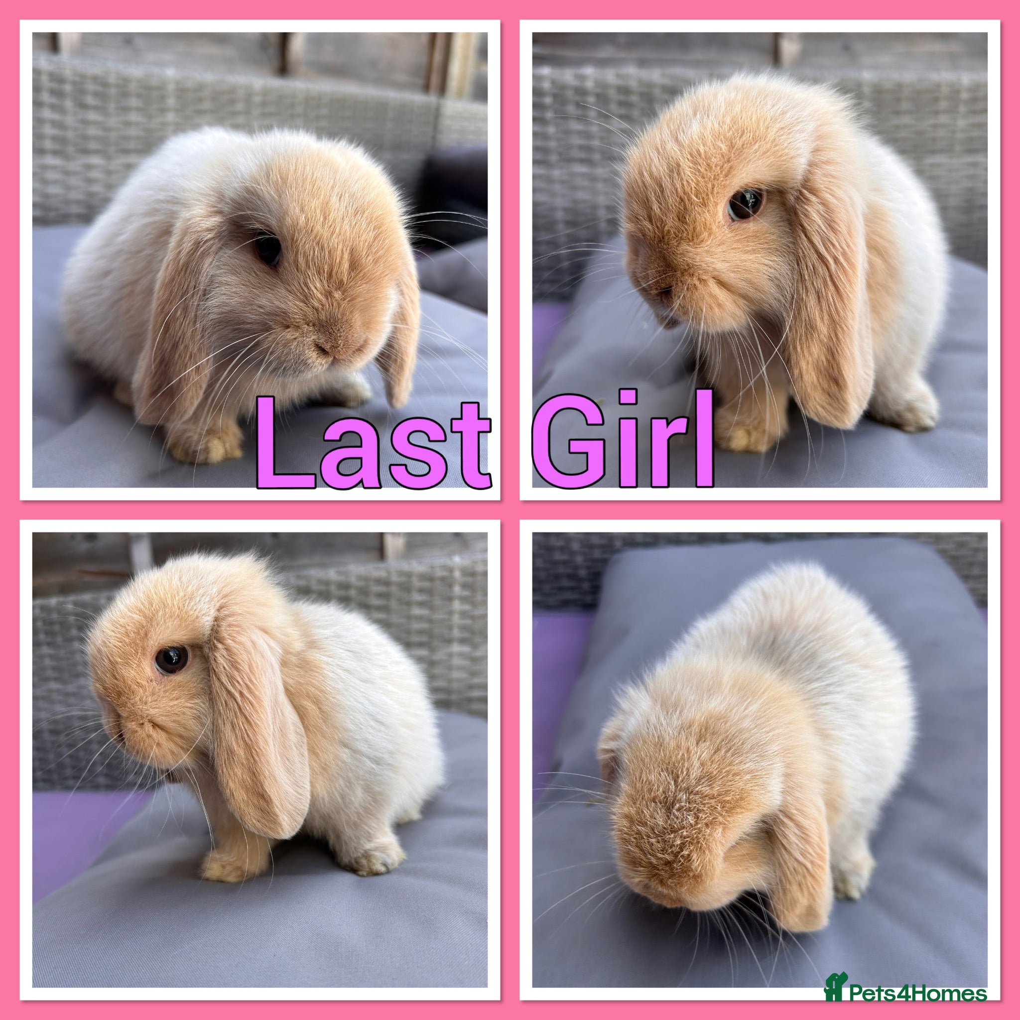Mini Lop rabbits Mini lop babies  - Advert 1