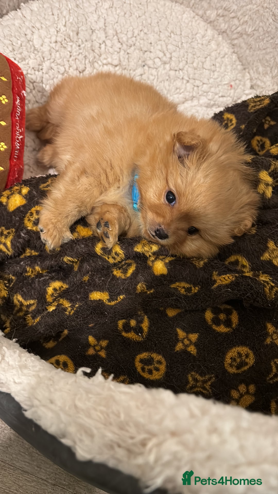 Mixed Breed dogs for sale: Pomeranian mixt with bichon - Advert 20