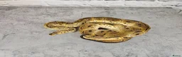 Python Snake reptiles for sale: Various Ball Pythons  - Advert 7