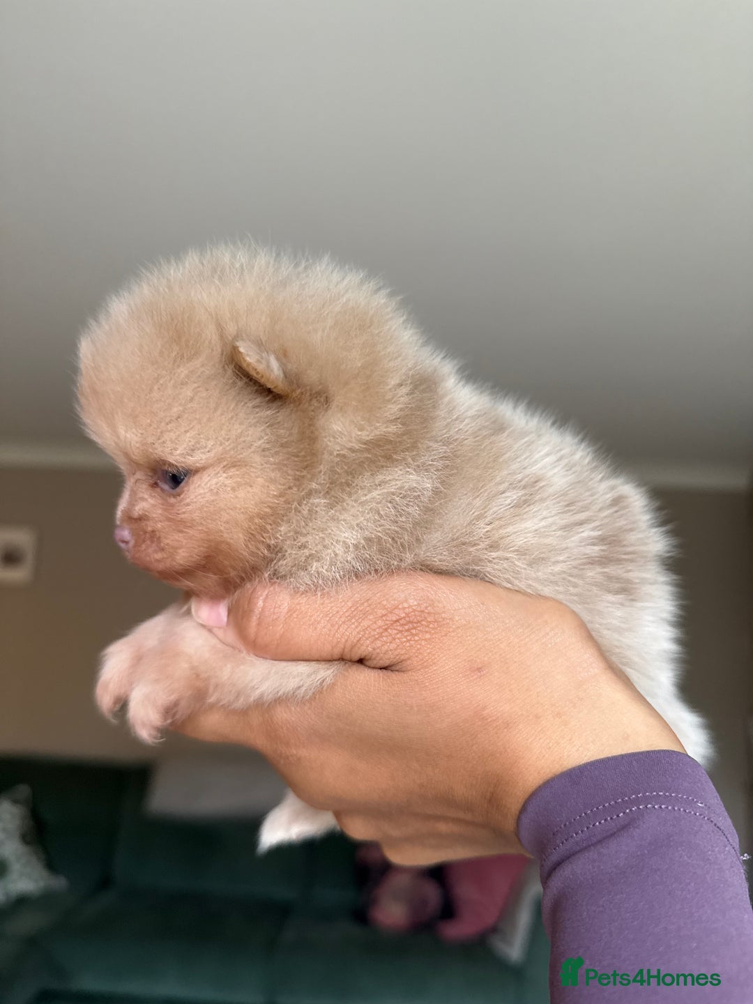 Pomeranian dogs for sale: Lilac and tan, chocolate and tan Pomeranians💜🤎 - Image 15