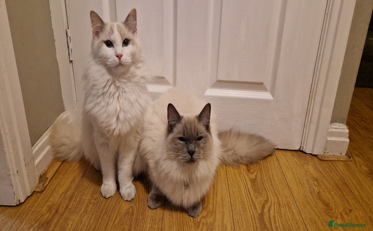 Ragdoll cats - Advert 4