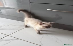 Ragdoll cats for sale: Ragdoll kittens  - Image 2