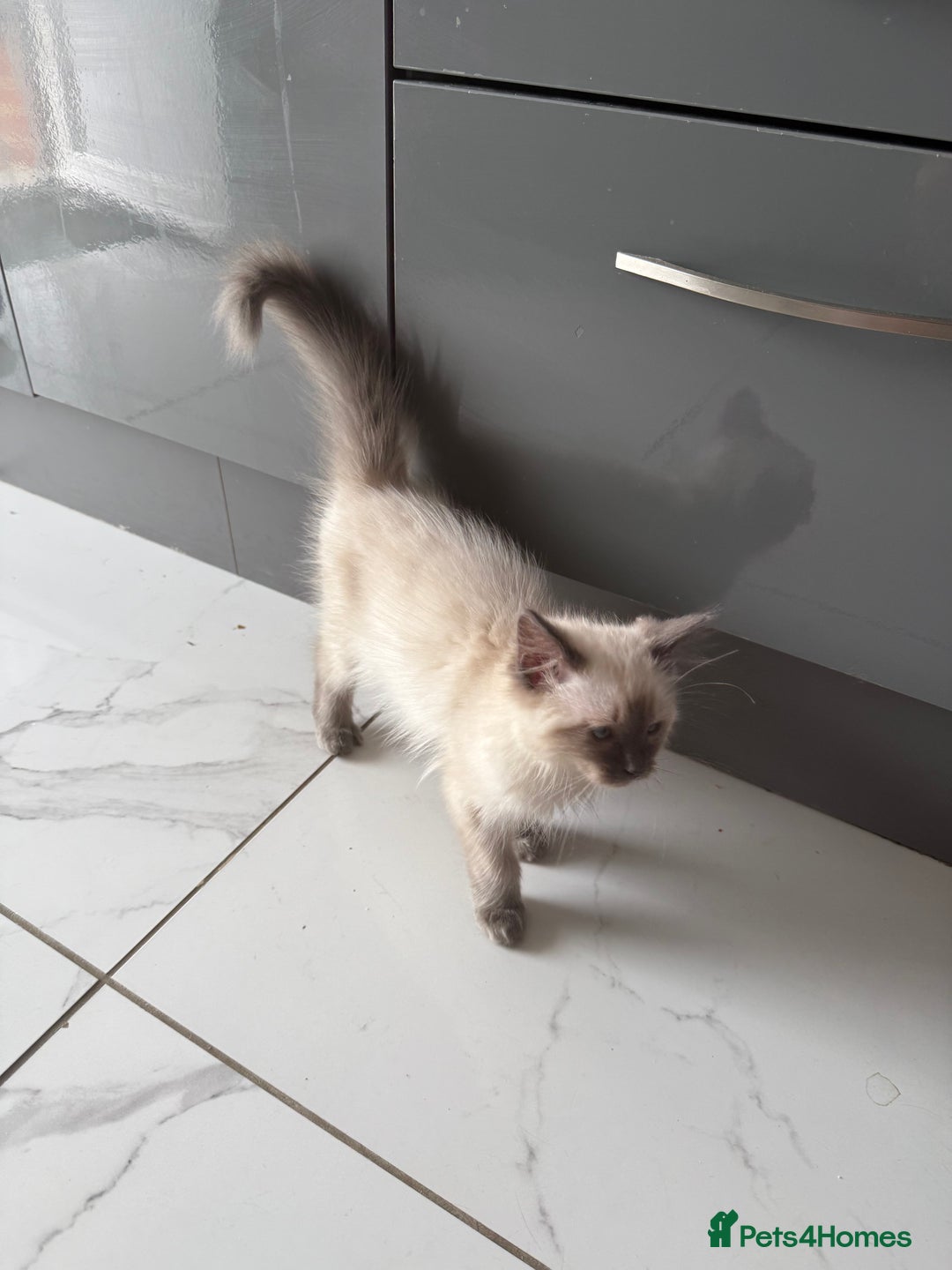 Ragdoll cats for sale: Ragdoll kittens  - Image 2