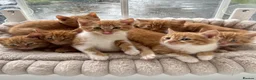 Mixed Breed cats for sale: Beautiful Ginger Kittens  - Advert 34