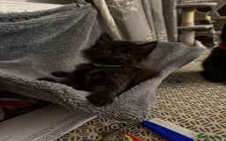 British Longhair cats for sale: Wonderful litter of black kittens. - Image 9