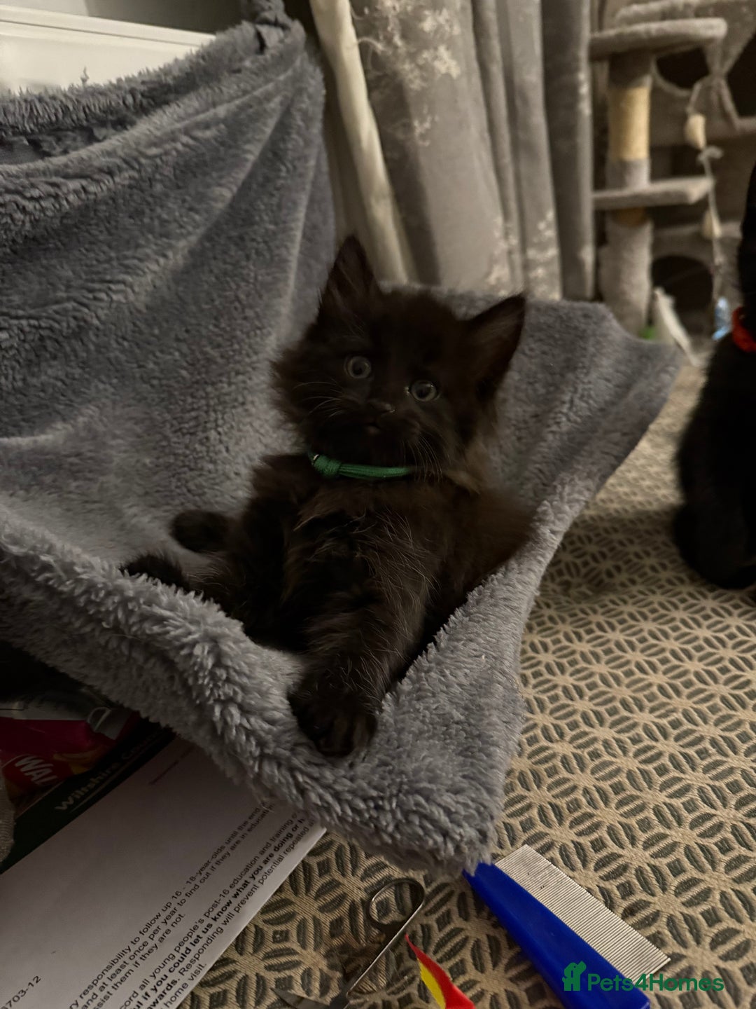 British Longhair cats for sale: Wonderful litter of black kittens. - Image 9