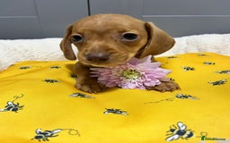 Miniature Dachshund dogs for sale: Min dachshund looking for their forever 🏡 - Image 9
