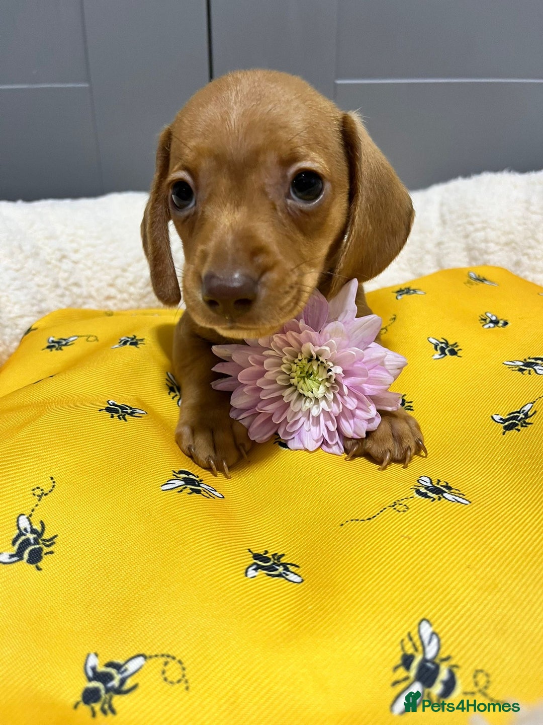 Miniature Dachshund dogs for sale: Min dachshund looking for their forever 🏡 - Image 9