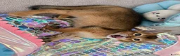 Abyssinian cats for sale: TICA reg one gorgeous Ruddy Aby boy left! - Advert 18