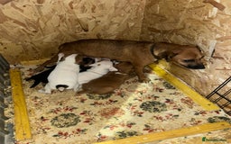 Jack Russell dogs for sale: Jack Russel puppies  - Image 12
