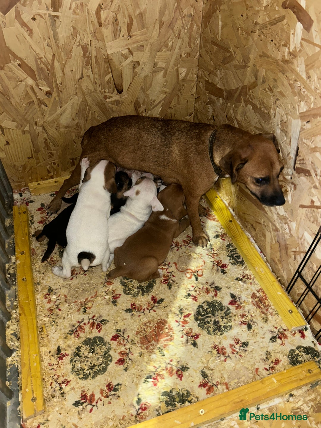 Jack Russell dogs for sale: Jack Russel puppies  - Image 12