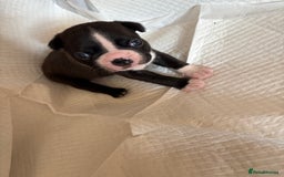 Boston Terrier dogs for sale: K.C. BEAUTIFUL BOSTON TERRIER PUPPIES - Image 12