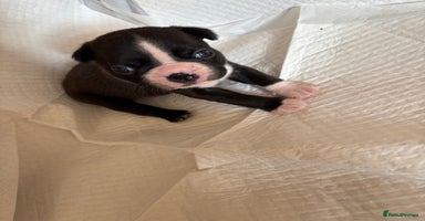 Boston Terrier dogs - Advert 2