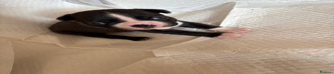 Boston Terrier Puppy 1