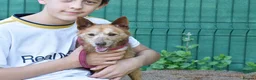 Mixed Breed dogs for adoption: Zorro in Woking - Advert 4