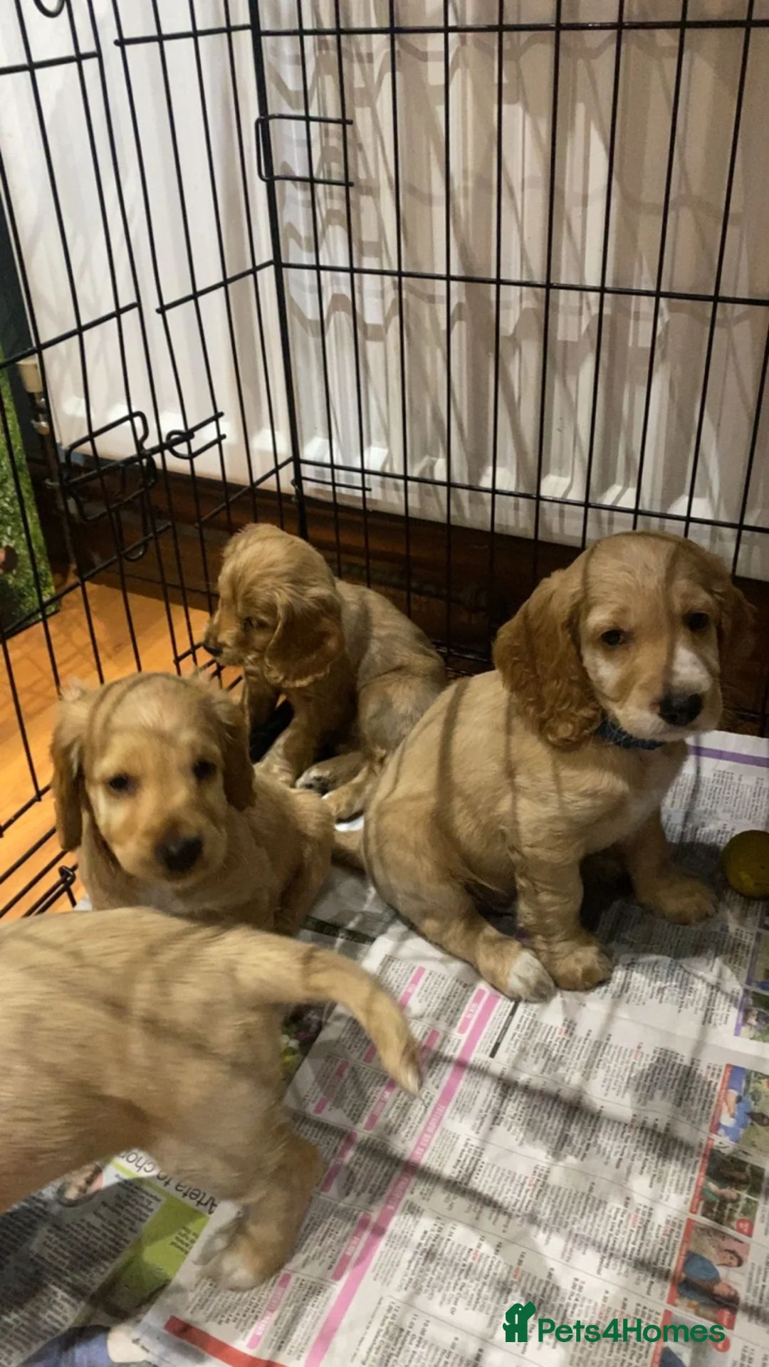 Cockapoo dogs for stud: Proven F1 cockerpoo for Stud in Sutton-in-Ashfield - Advert 12