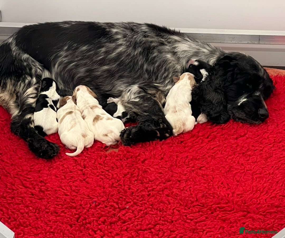 Cocker Spaniel dogs for sale: Stunning cocker spaniel pups  - Advert 12