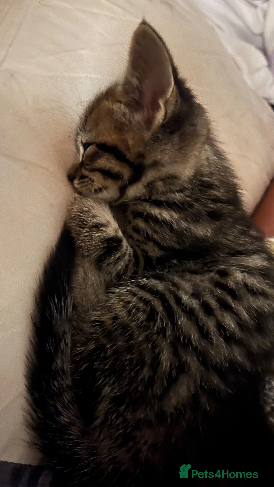 Mixed Breed cats for sale: Cute Kitten for sale! in Bristol - Advert 2
