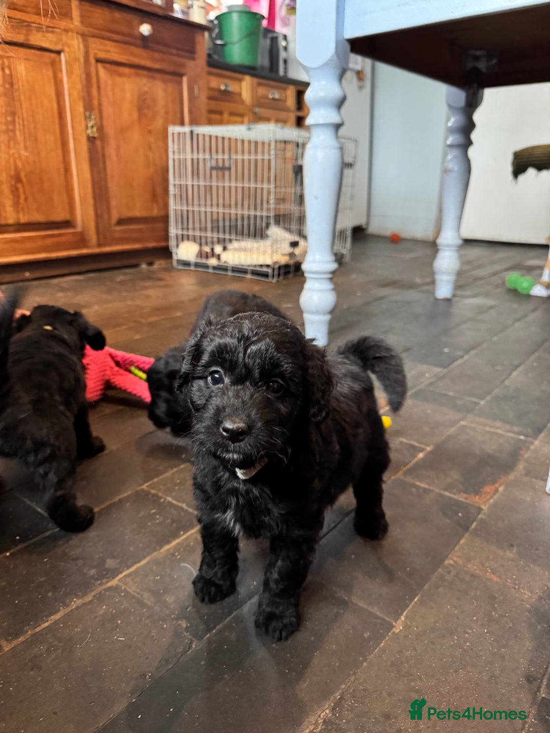 Bordoodle dogs for sale: Quality Miniature Bordoodles  - Image 20